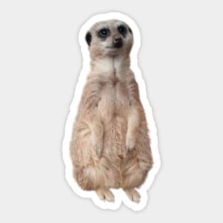 Meerkat - Cute meerkat watching the view - Pink Sticker